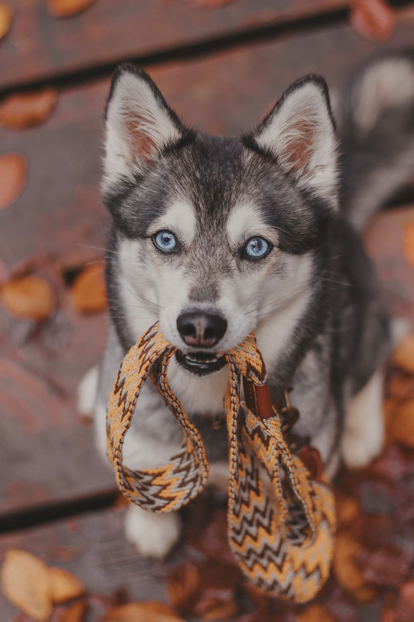 Peruvian Adjustable Cotton Dog Lead Gold
