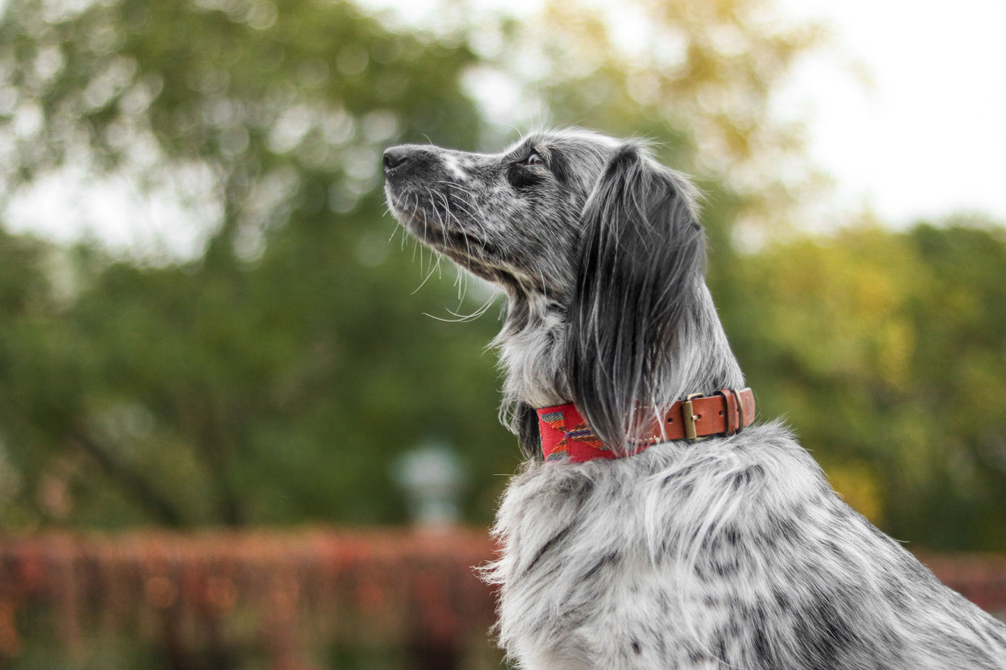 Etna Cotton Dog Collar Red