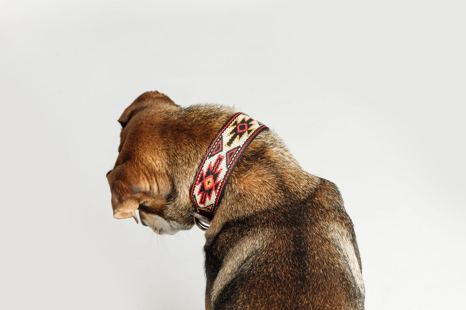 Dog Collars - Canvas