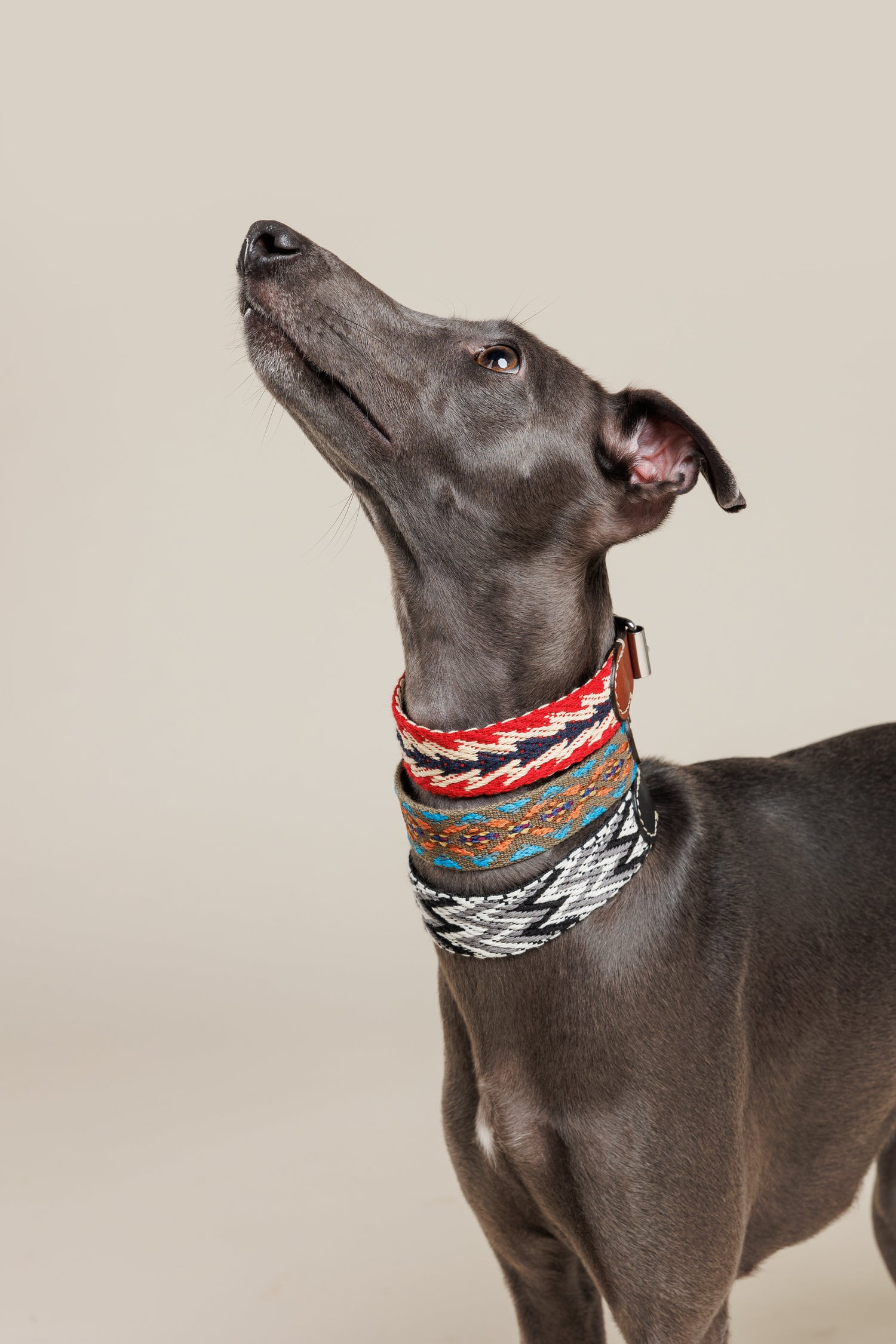 Dog Collars - Cotton