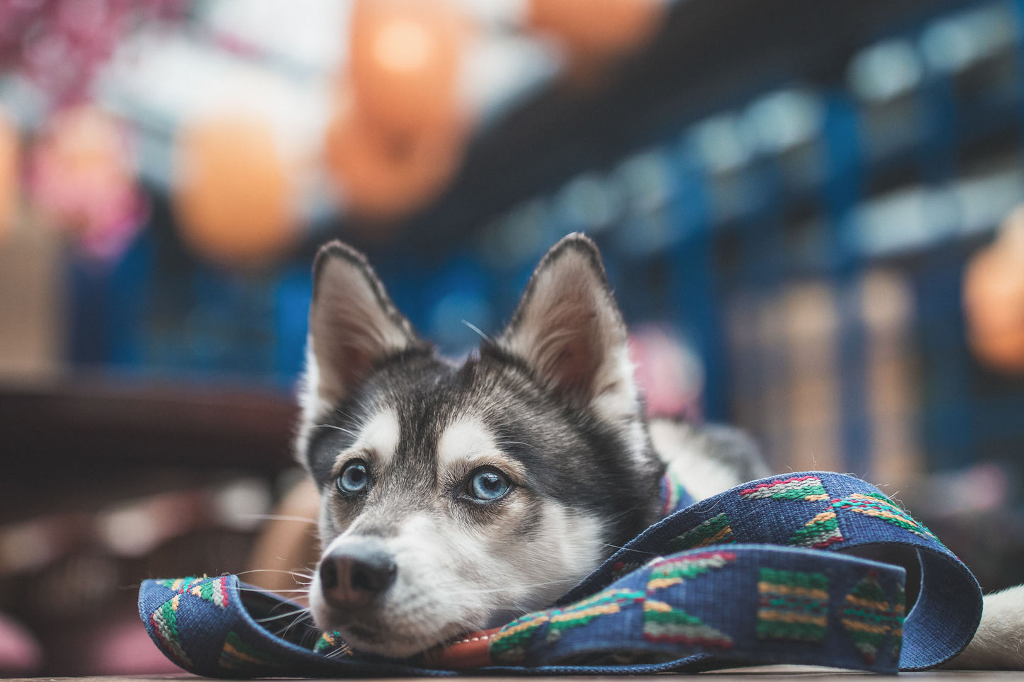 Etna Adjustable Cotton Dog Lead Blue