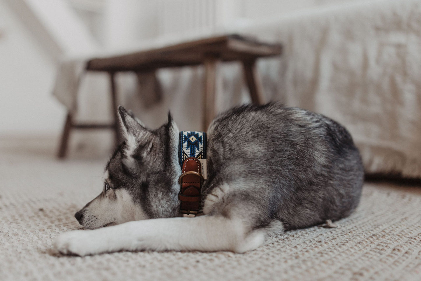 Peyote Canvas Dog Collar Blue