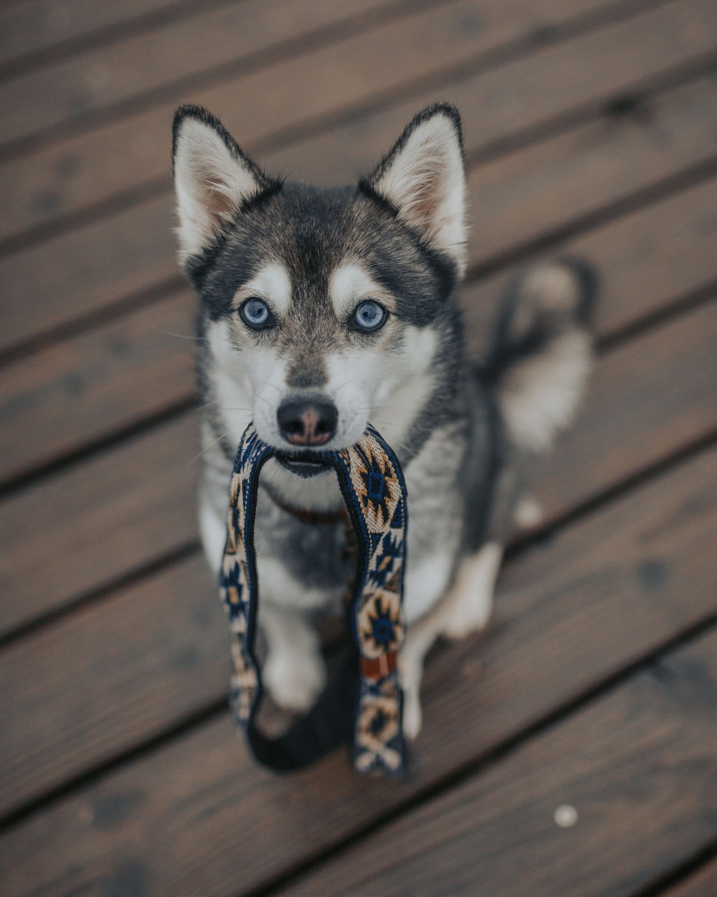 Peyote Canvas Dog Lead Blue