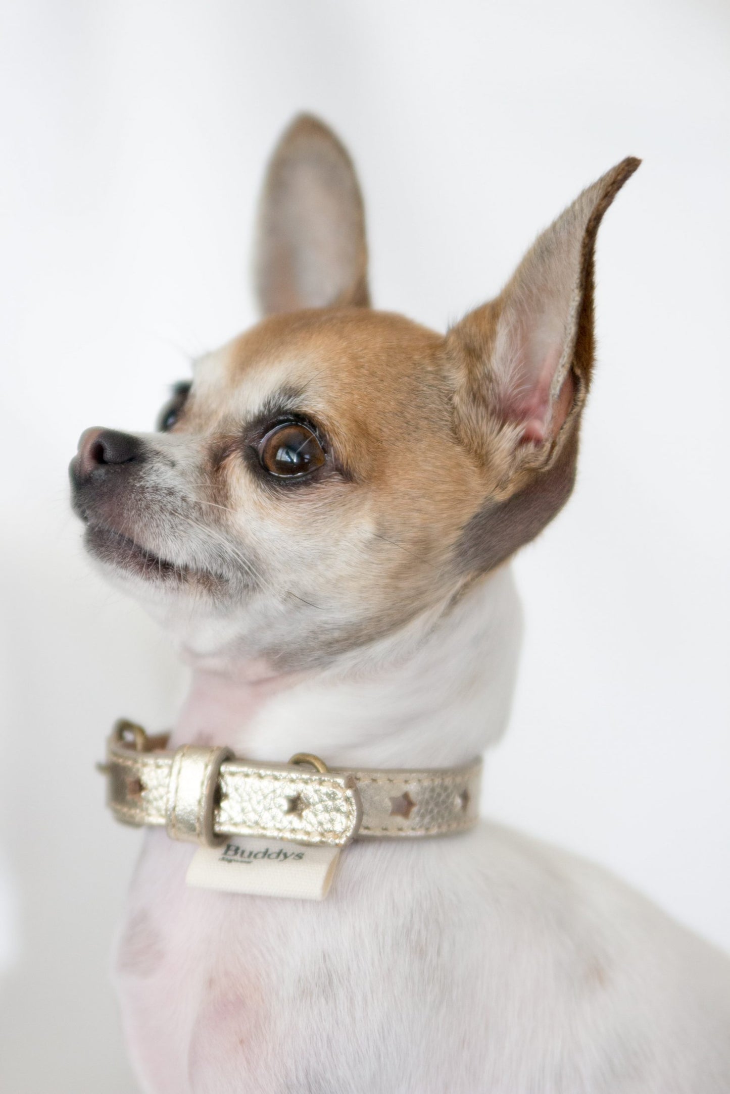 Petit Leather Goldstar Dog Collar